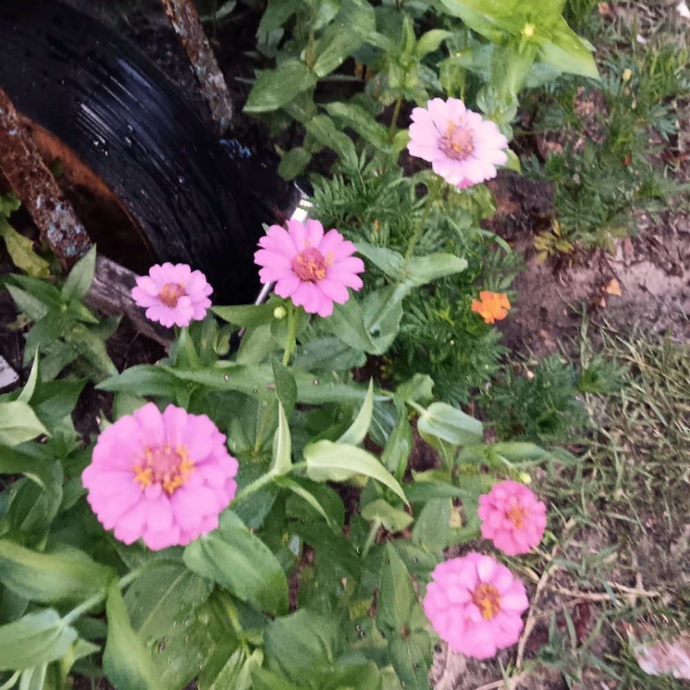 🩷🩷🩷🩷🩷🩷🩷